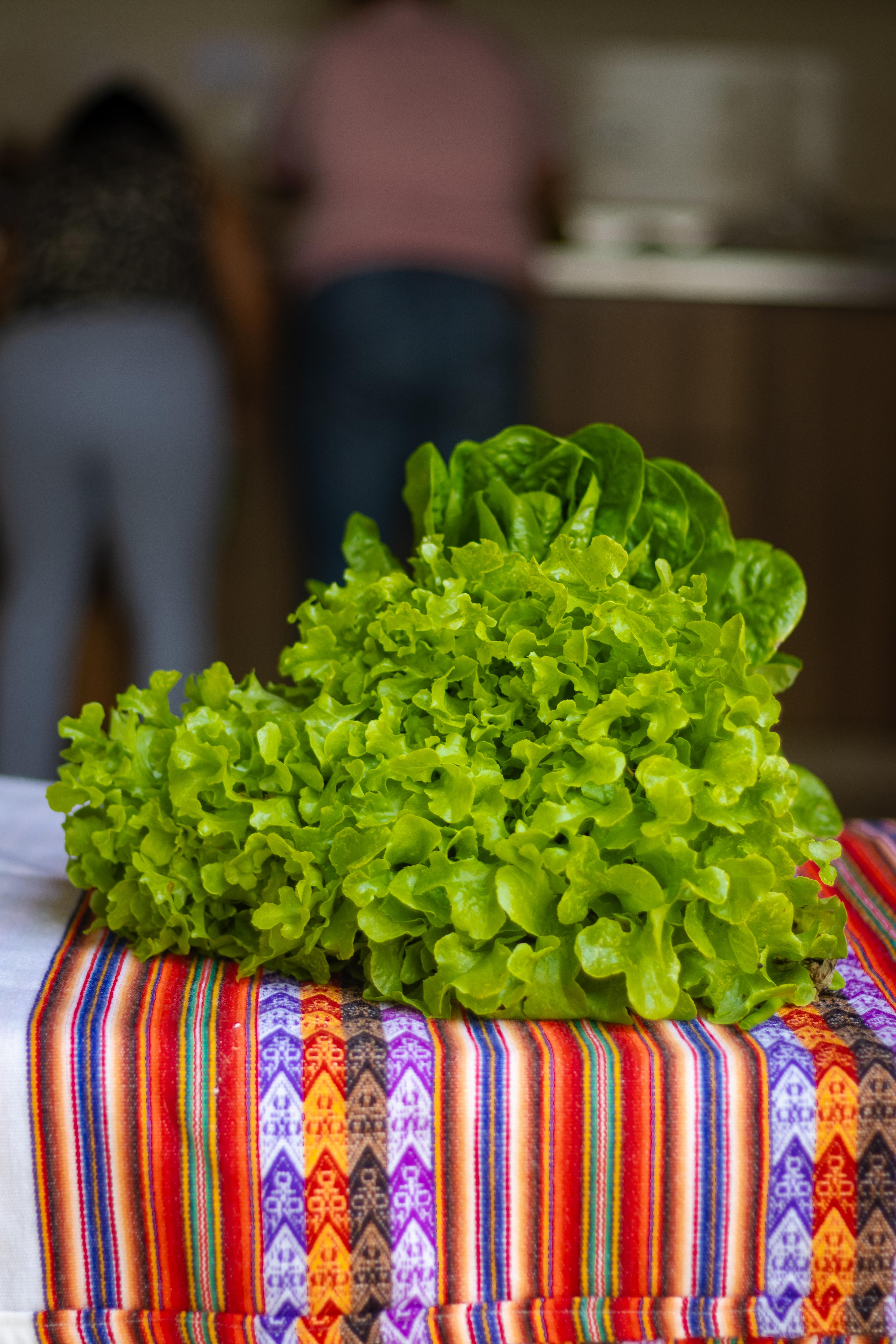 Lechuga orgánica de Raíz Es