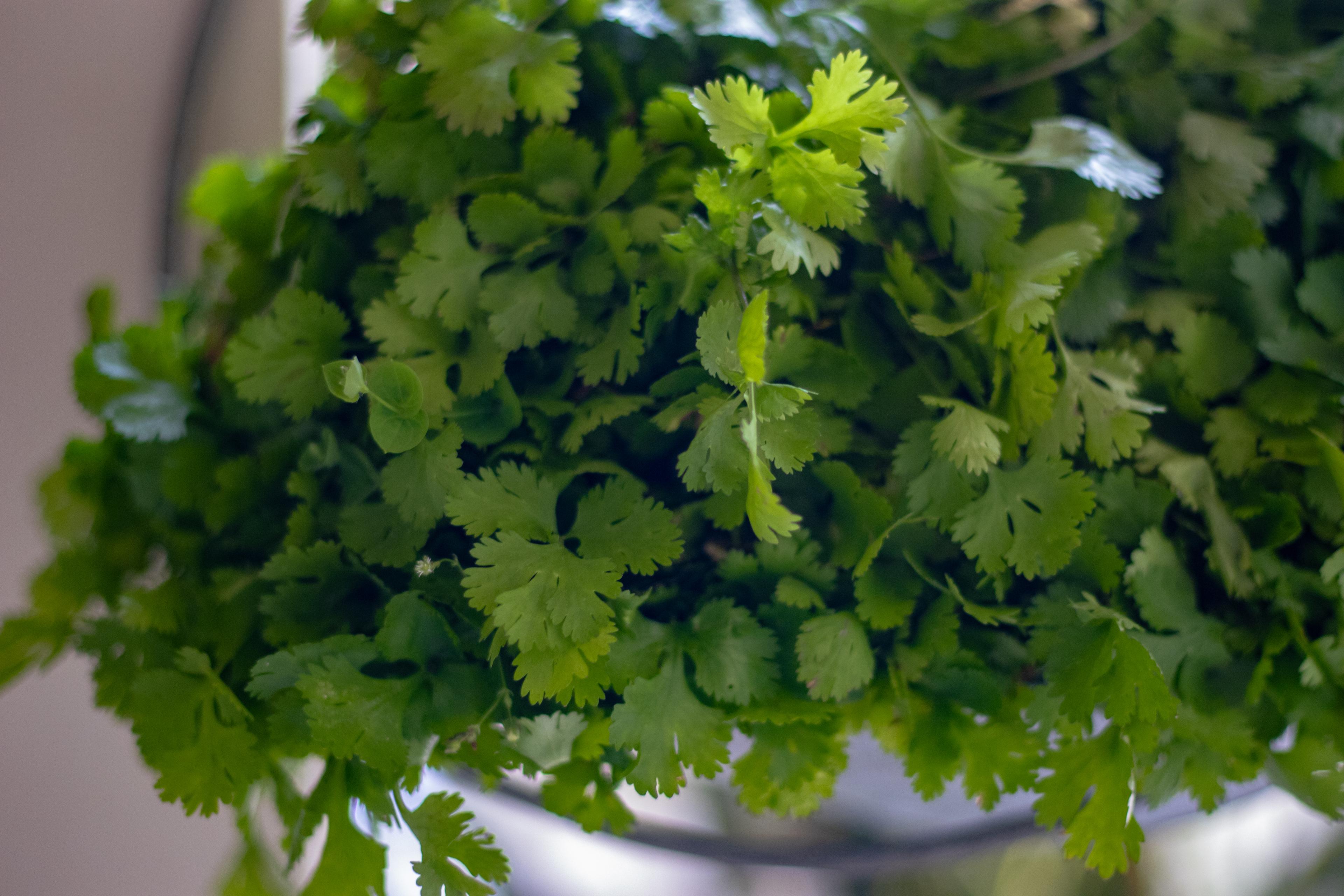 Cilantro fresco de Raíz Es