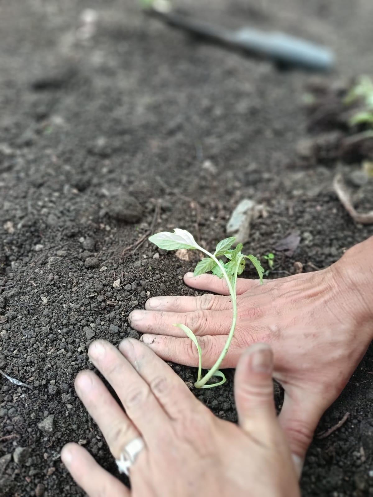 Manos trabajando la tierra en el cultivo